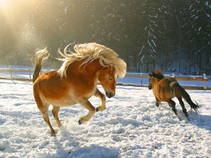kaunis-kuva-hevonen-on-the-lumi