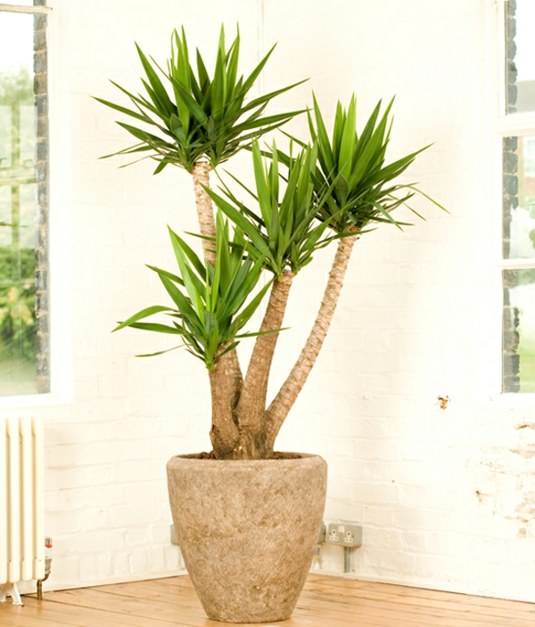 丝兰棕榈高于室内植物功能于大锅饭