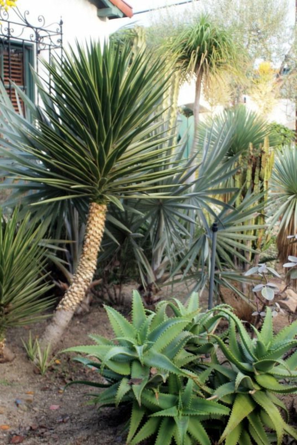 -yucca-biljka-vrtne biljke-palme-deco-by-the-garten--