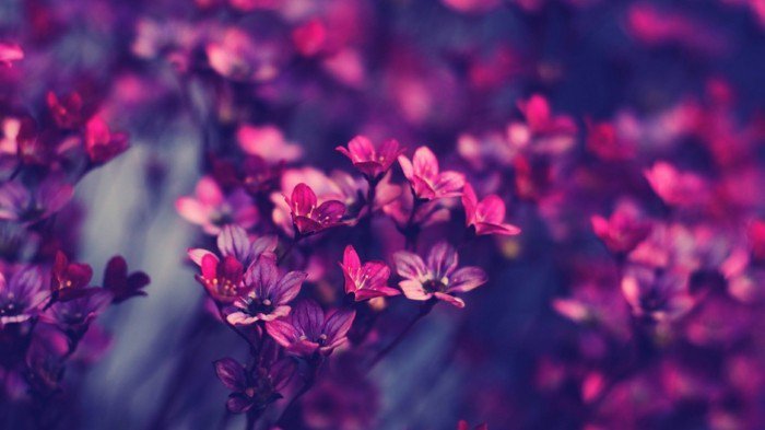 פרחים-in-סגול וורוד במכרז גוונים