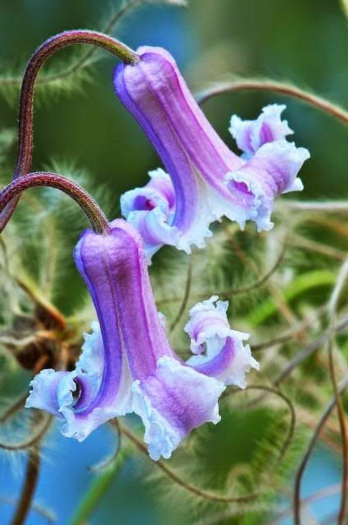especies de flores tierna Clematis baldwinii-en-Púrpura