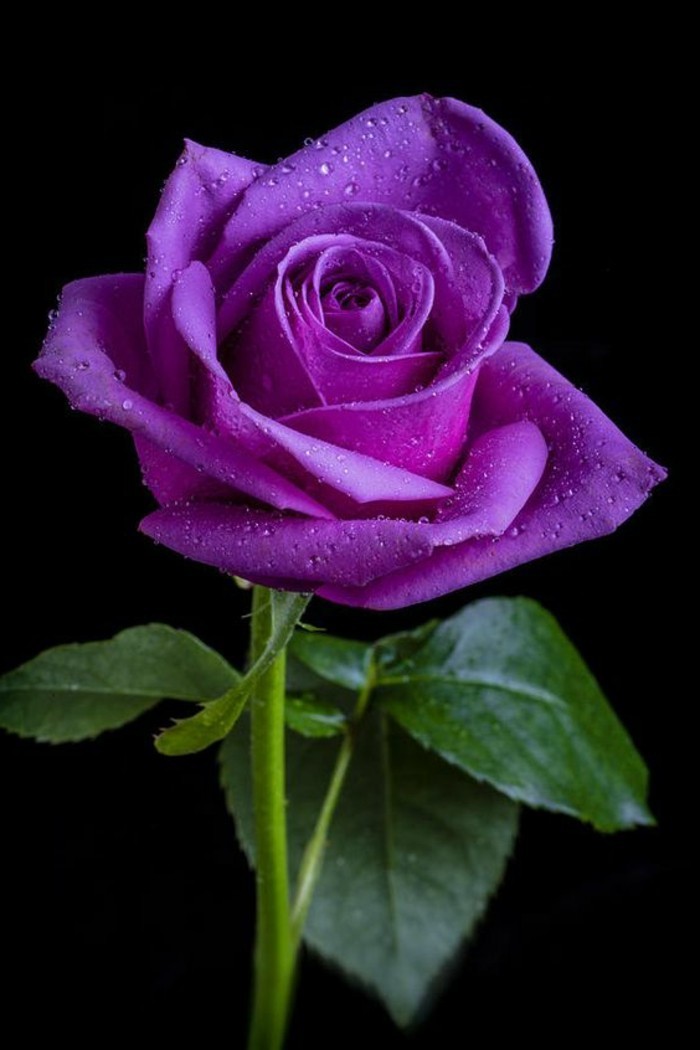 tierna-púrpura-cubierta de rosas-con-gotas de lluvia
