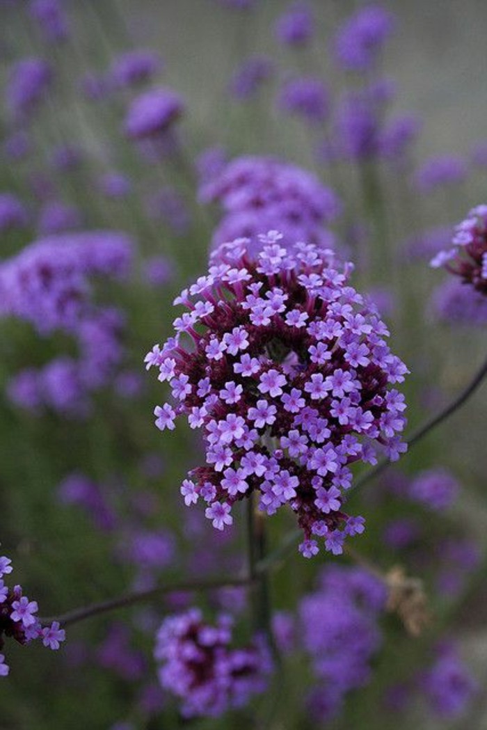 variedades tierna-romántica-flor de flor con pequeñas flores de color púrpura-