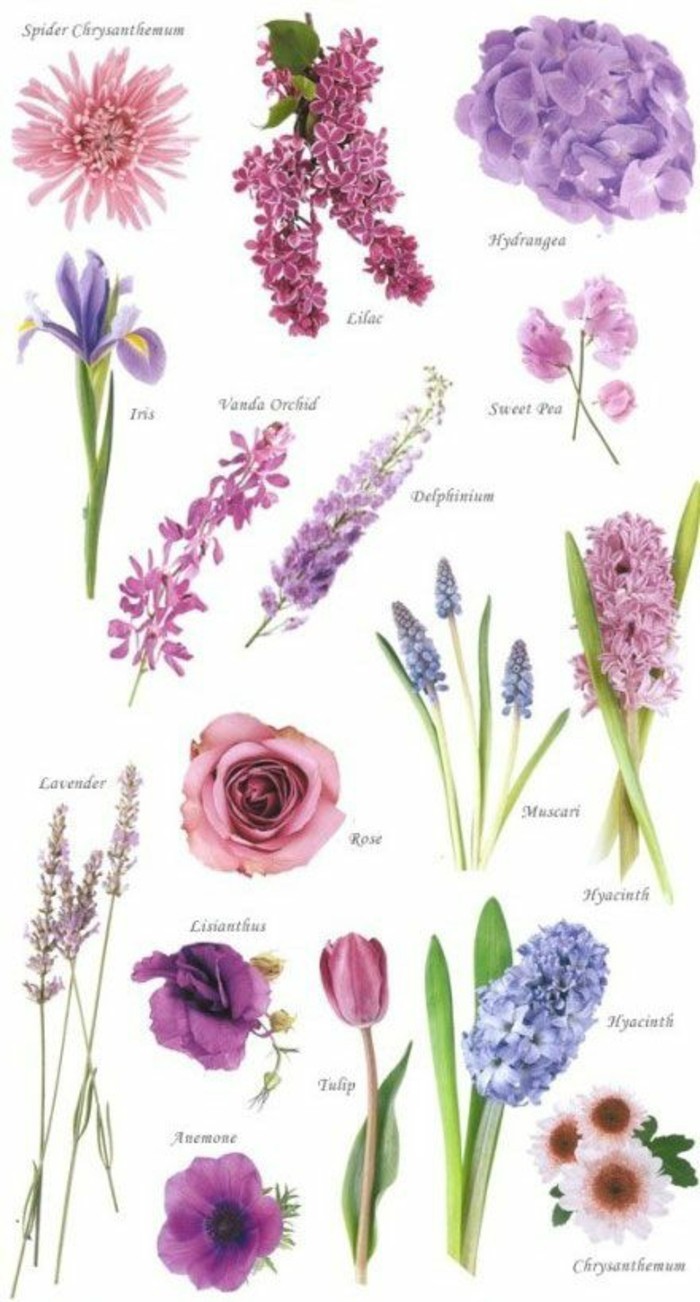 muchas variedades-con-púrpura flores tinción