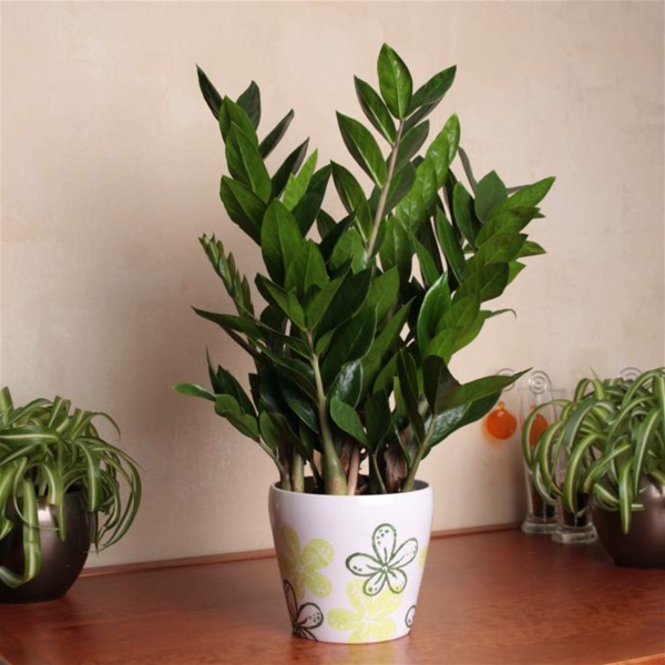 扎米-zamiifolia - 美丽 - 室内植物到户