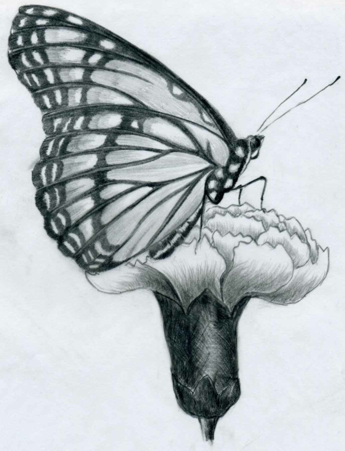 dibujos-con-lápiz-a-mariposa
