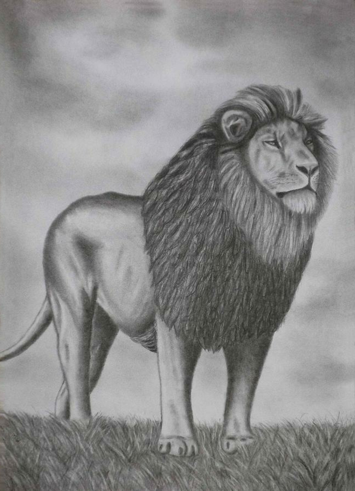 dibujos-con-lápiz-a-super-hermosa-lion