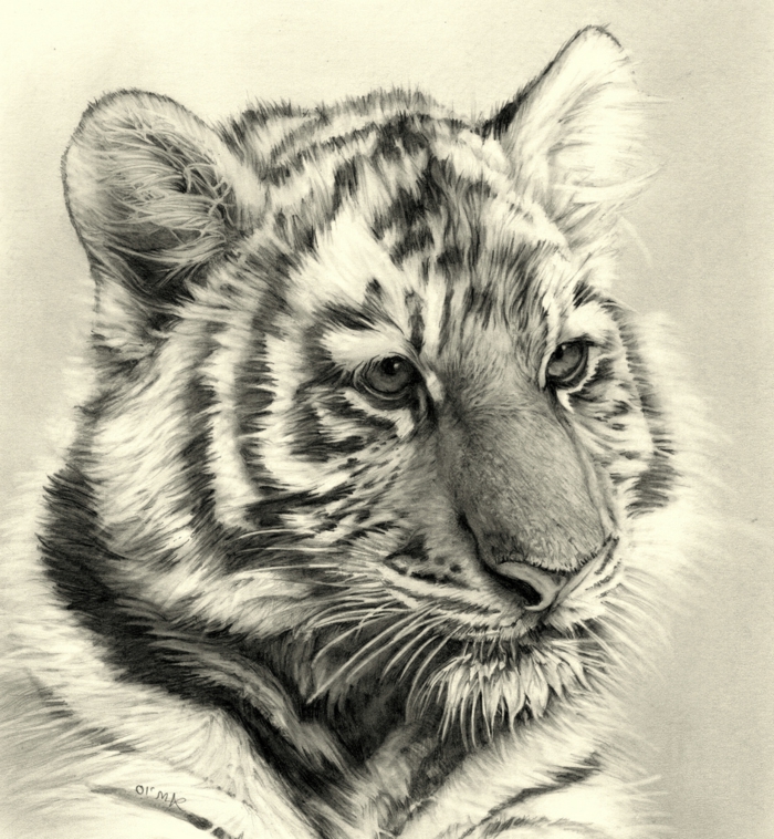 dibujos-con-lápiz-a-tigre