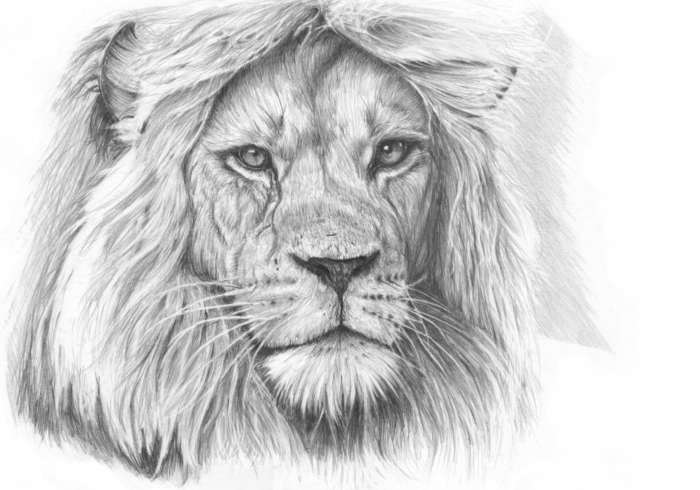 dibujos-con-lápiz-a-maravilloso-lion
