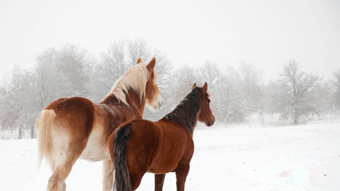 Dos pardo-caballo-en-nieve