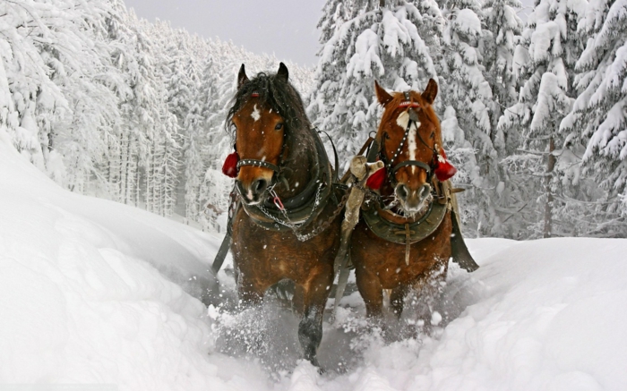 שני חומים סוסים-ב-שלג-גדול-foto