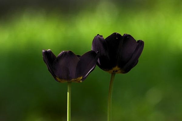 Két gyönyörű fekete-tulipán